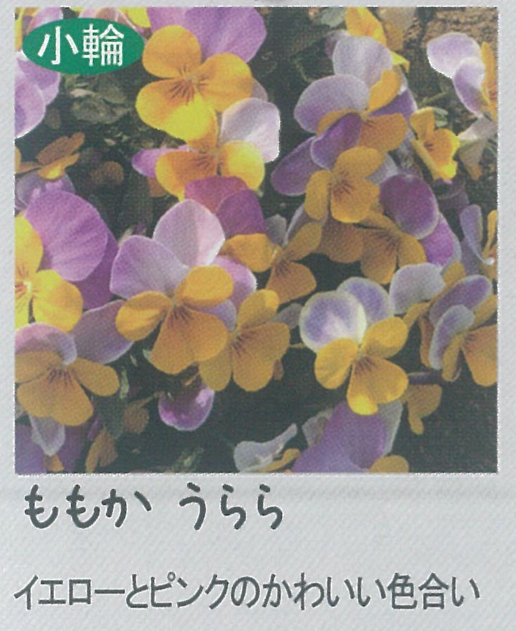 【先行予約商品】【産直】【送料1/2】ビオラ ももか うらら 3.5号24入り